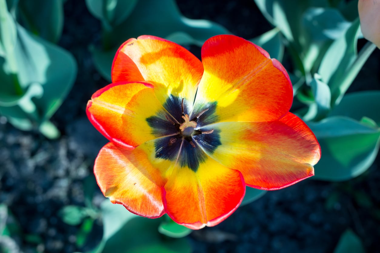 Flowers That Open In The Morning And Close At Night