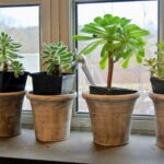 Do Succulents Grow Bigger In Bigger Pots