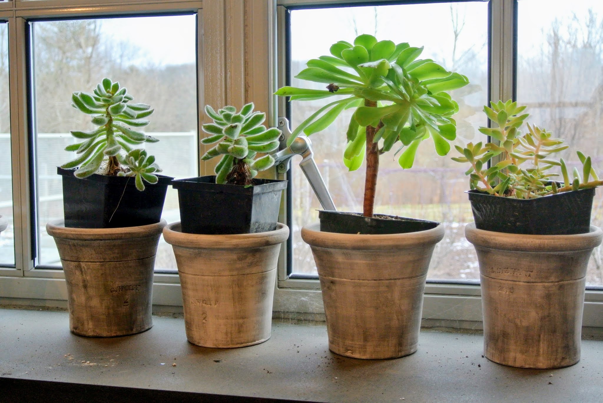 Do Succulents Grow Bigger In Bigger Pots