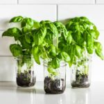 How To Keep Basil Alive In Water