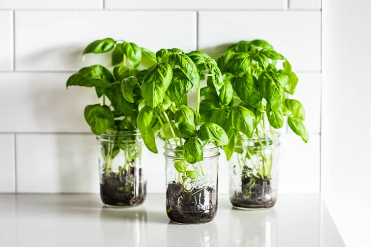 How To Keep Basil Alive In Water