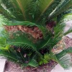 What Do Sago Palm Pups Look Like