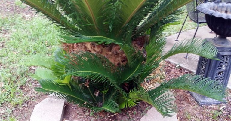 What Do Sago Palm Pups Look Like