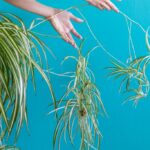 How Long Does It Take a Spider Plant To Grow Babies
