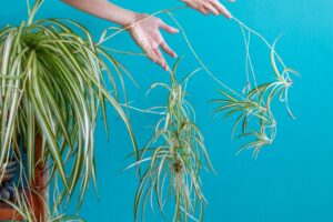 How Long Does It Take a Spider Plant To Grow Babies