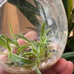 Can Spider Plants Live In Water Forever