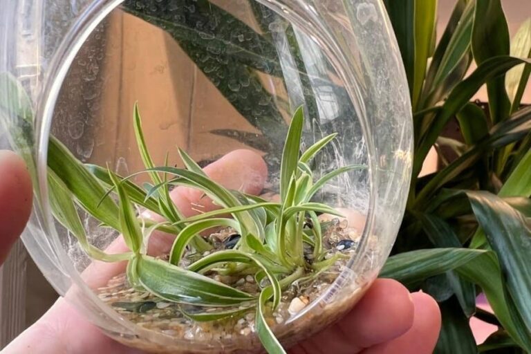 Can Spider Plants Live In Water Forever