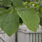 Identification Trees With Heart-Shaped Leaves