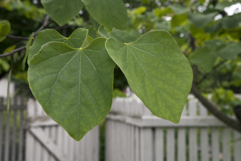 Identification Trees With Heart-Shaped Leaves