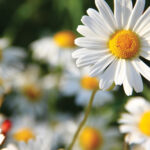 Flowers With Yellow Center And White Petals