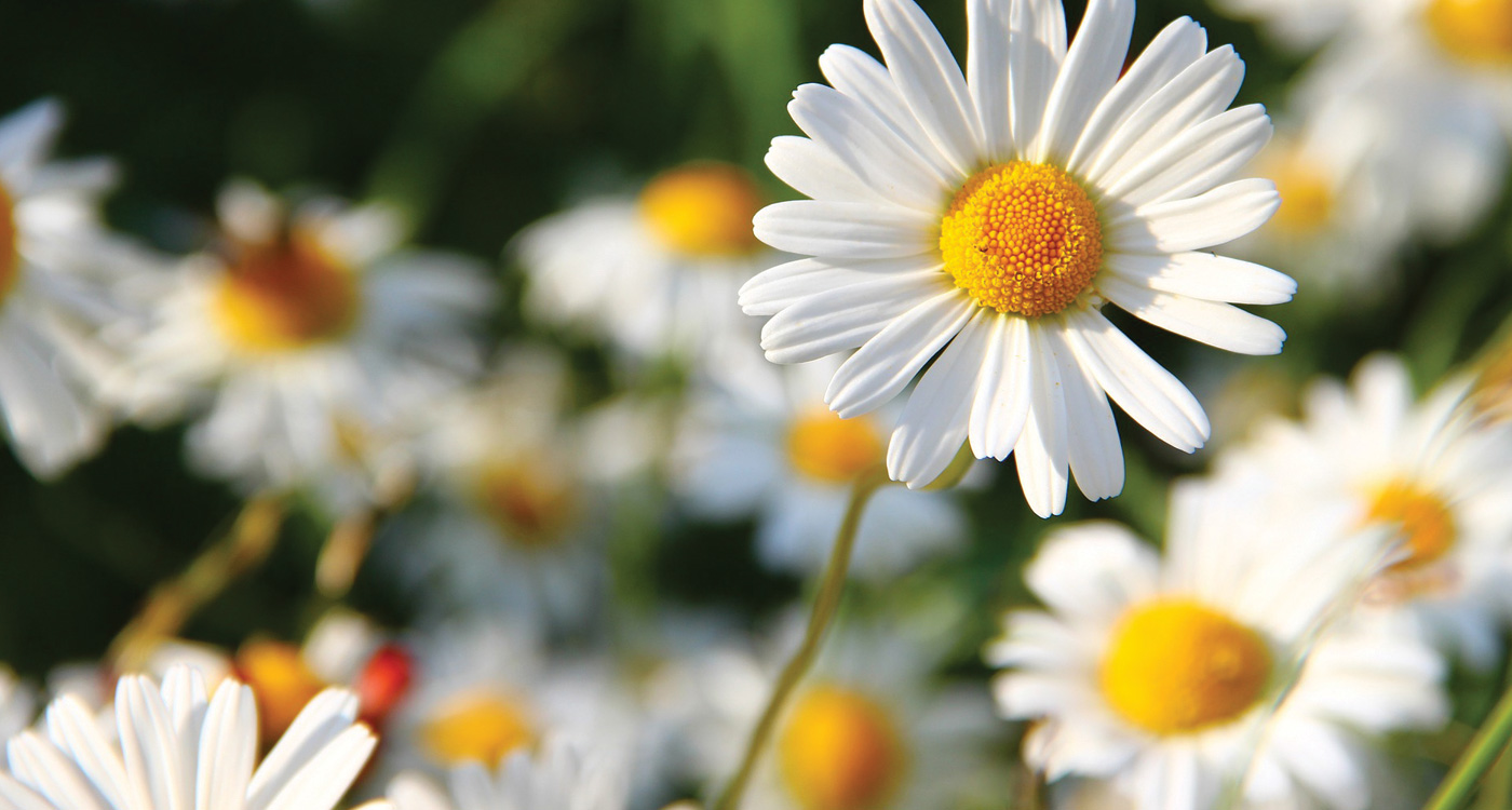 Flowers With Yellow Center And White Petals