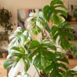 House Plant With White And Green Leaves