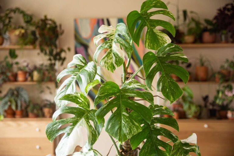 House Plant With White And Green Leaves