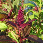 Plant With Red Stem And Green Leaves