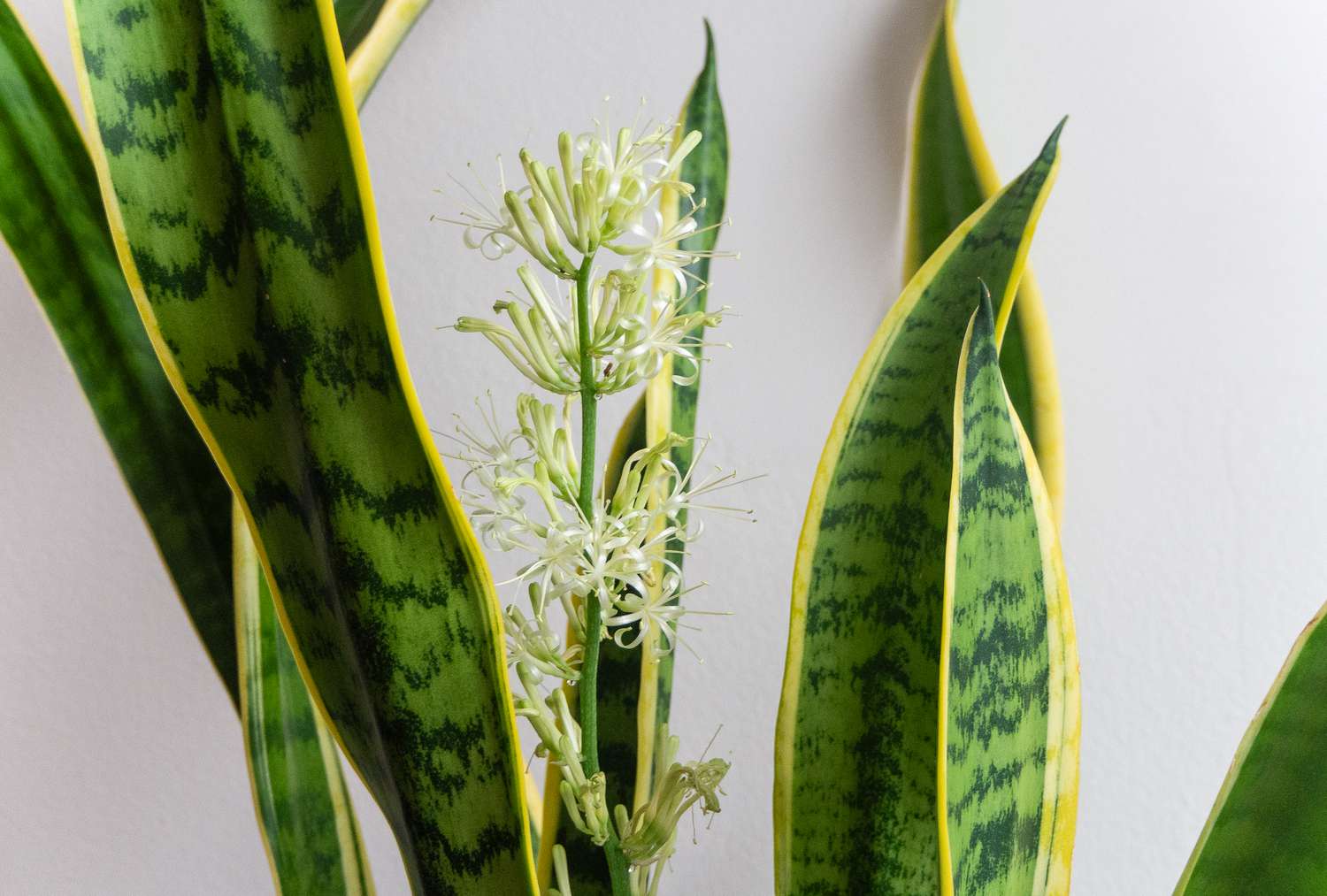 Does Mother-In-Law Plant Bloom