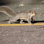 Spiritual Meaning Of a Squirrel Crossing Your Path