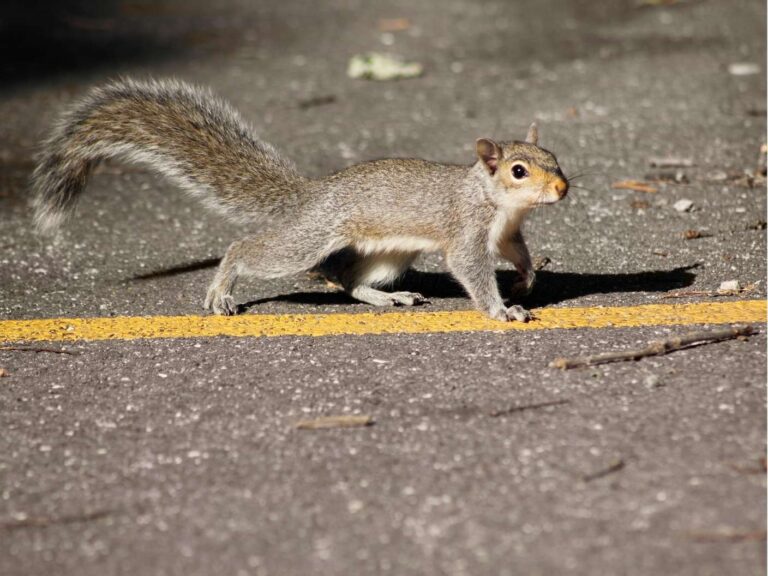 Spiritual Meaning Of a Squirrel Crossing Your Path