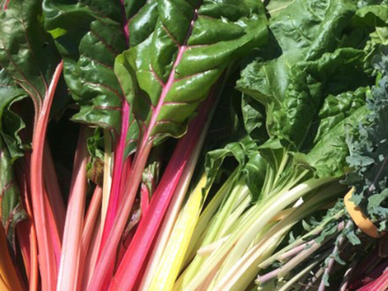 Is Swiss Chard The Same As Rhubarb