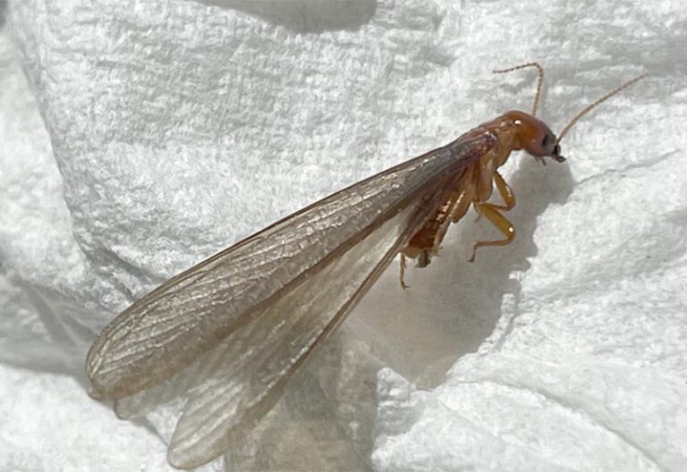 Drywood Termites Bugs That Look Like Termites